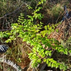 Ligustrum sinense (Narrow-leaf Privet, Chinese Privet) at Isaacs, ACT - 11 Jul 2023 by Mike