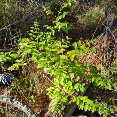 Ligustrum sinense (Narrow-leaf Privet, Chinese Privet) at Isaacs, ACT - 11 Jul 2023 by Mike