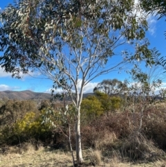 Eucalyptus pauciflora subsp. pauciflora (White Sally, Snow Gum) at Stromlo, ACT - 11 Jul 2023 by JP95