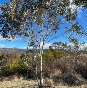 Eucalyptus pauciflora subsp. pauciflora at Kambah, ACT - 11 Jul 2023
