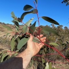 Eucalyptus pauciflora subsp. pauciflora at Kambah, ACT - 11 Jul 2023
