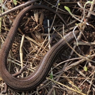 Acritoscincus duperreyi (Eastern Three-lined Skink) at Top Hut TSR - 19 May 2023 by AndyRoo