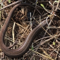 Acritoscincus duperreyi (Eastern Three-lined Skink) at Dry Plain, NSW - 19 May 2023 by AndyRoo