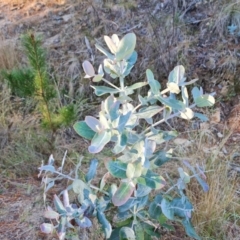 Eucalyptus globulus subsp. bicostata (Southern Blue Gum, Eurabbie) at Isaacs, ACT - 11 Jul 2023 by Mike