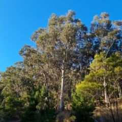 Eucalyptus globulus subsp. bicostata at Isaacs, ACT - 11 Jul 2023 04:05 PM