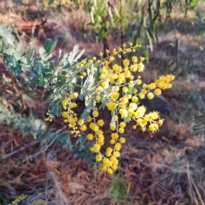 Acacia baileyana (Cootamundra Wattle, Golden Mimosa) at Isaacs Ridge and Nearby - 11 Jul 2023 by Mike