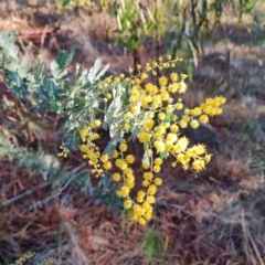 Acacia baileyana (Cootamundra Wattle, Golden Mimosa) at Isaacs Ridge and Nearby - 11 Jul 2023 by Mike