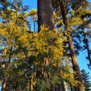 Acacia baileyana at Isaacs, ACT - 11 Jul 2023