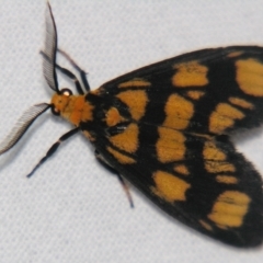 Asura bipars (Asura bipars) at Sheldon, QLD - 24 Mar 2007 by PJH123