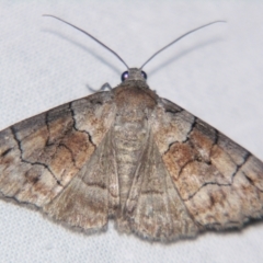 Dysbatus stenodesma (Dysbatus stenodesma) at Sheldon, QLD - 24 Mar 2007 by PJH123