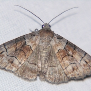 Dysbatus stenodesma at Sheldon, QLD - suppressed