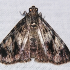 Epipaschiinae (subfamily) (A Pyralid moth) at Sheldon, QLD - 24 Mar 2007 by PJH123