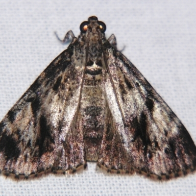 Epipaschiinae (subfamily) (A Pyralid moth) at Sheldon, QLD - 24 Mar 2007 by PJH123