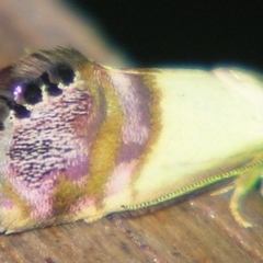 Eupselia iridizona (Hypertrophidae) at Sheldon, QLD - 24 Mar 2007 by PJH123