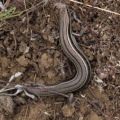 Acritoscincus duperreyi (Eastern Three-lined Skink) at Top Hut TSR - 26 Mar 2023 by AndyRoo