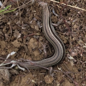 Acritoscincus duperreyi at Dry Plain, NSW - 26 Mar 2023