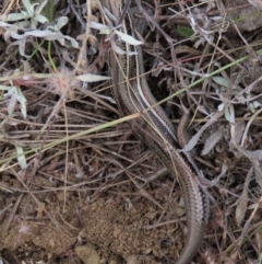 Acritoscincus duperreyi at Dry Plain, NSW - 26 Mar 2023