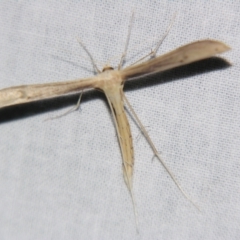 Hellinsia balanotes (Pterophorinae) at Sheldon, QLD - 24 Mar 2007 by PJH123