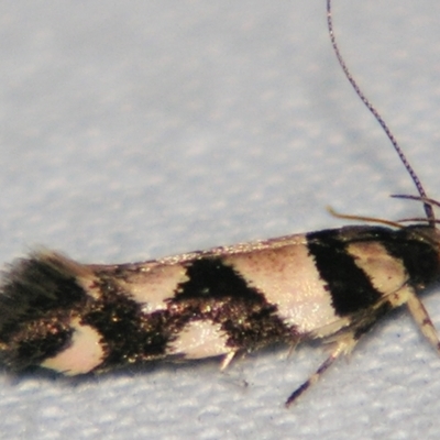 Macrobathra desmotoma ( A Cosmet moth) at Sheldon, QLD - 24 Mar 2007 by PJH123