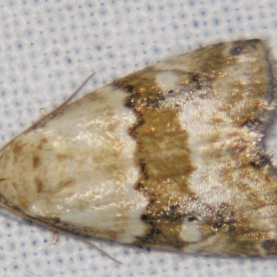 Maliattha amorpha (An Erebid moth) at Sheldon, QLD - 24 Mar 2007 by PJH123