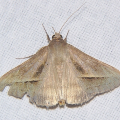 Mocis frugalis (Sugarcane Looper (Erebinae)) at Sheldon, QLD - 24 Mar 2007 by PJH123