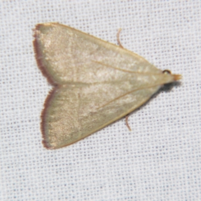 Ocrasa albidalis (A Pyralid moth) at Sheldon, QLD - 24 Mar 2007 by PJH123