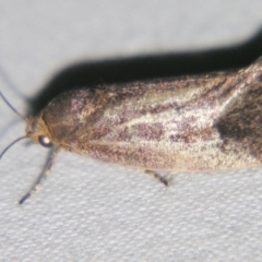 Isomoralla philotherma (Philobota group) at Sheldon, QLD - 24 Mar 2007 by PJH123