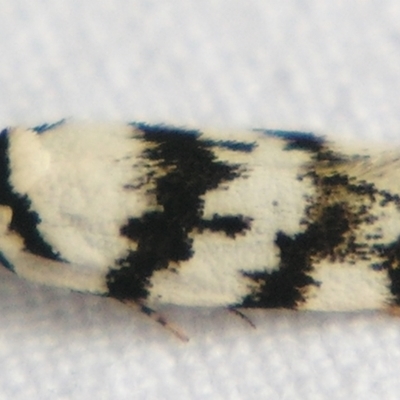 Barea leucocephala (A Concealer moth) at Sheldon, QLD - 24 Mar 2007 by PJH123