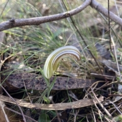 Diplodium truncatum (Little Dumpies, Brittle Greenhood) at Bango, NSW - 5 May 2023 by AJB