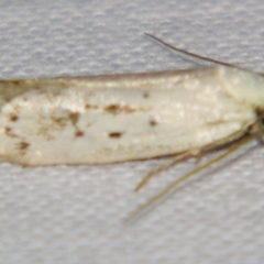 Philobota (genus) (Unidentified Philobota genus moths) at Sheldon, QLD - 24 Mar 2007 by PJH123