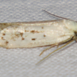 Philobota (genus) at Sheldon, QLD - suppressed