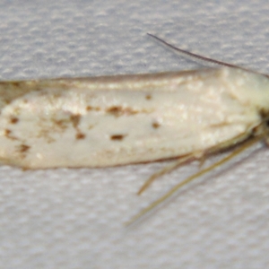 Philobota (genus) at Sheldon, QLD - 24 Mar 2007