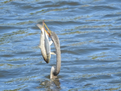 Cyprinus carpio (Common Carp) at Sydney Olympic Park, NSW - 7 Jun 2023 by YumiCallaway