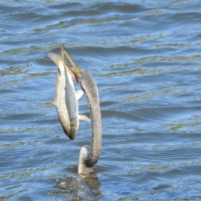 Unidentified Carp at Sydney Olympic Park, NSW - 7 Jun 2023 by YumiCallaway