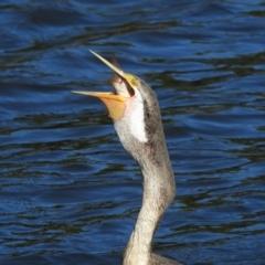 Cyprinus carpio at Sydney Olympic Park, NSW - 7 Jun 2023 11:41 AM