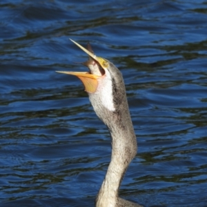 Cyprinus carpio at Sydney Olympic Park, NSW - 7 Jun 2023 11:41 AM