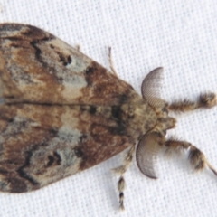 Orgyia australis (Painted Pine Moth) at Sheldon, QLD - 24 Mar 2007 by PJH123