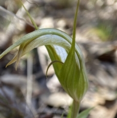 Diplodium ampliatum (Large Autumn Greenhood) at Bango Nature Reserve - 19 Apr 2023 by AJB