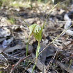 Diplodium ampliatum at Bango, NSW - 19 Apr 2023