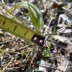 Diplodium ampliatum at Bango, NSW - suppressed