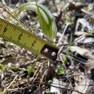 Diplodium ampliatum at Bango, NSW - suppressed