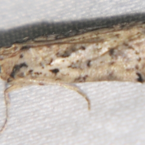 Phycitinae (subfamily) at Sheldon, QLD - suppressed