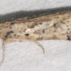 Phycitinae (subfamily) (A snout moth) at Sheldon, QLD - 24 Mar 2007 by PJH123