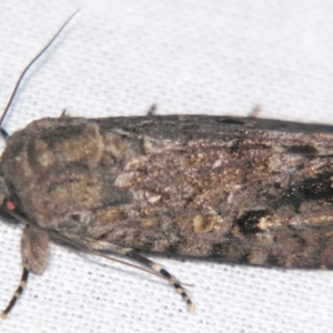 Spodoptera umbraculata at suppressed - suppressed