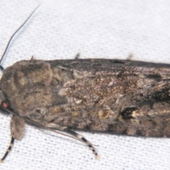 Spodoptera umbraculata (A Noctuid moth (Acronictinae)) at Sheldon, QLD - 24 Mar 2007 by PJH123