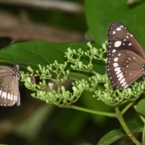 Euploea corinna at Sheldon, QLD - suppressed
