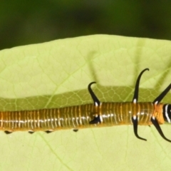 Euploea corinna at Sheldon, QLD - suppressed
