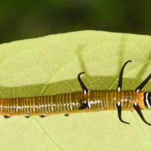 Euploea corinna at Sheldon, QLD - suppressed