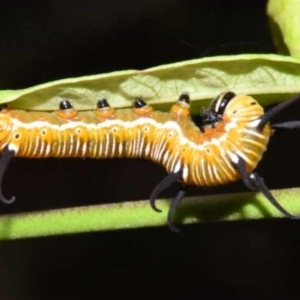 Euploea corinna at Sheldon, QLD - suppressed