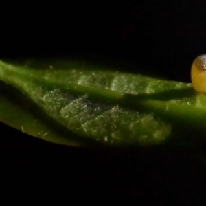 Euploea corinna at Sheldon, QLD - suppressed